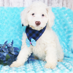 Cockapoo Puppy Pluto