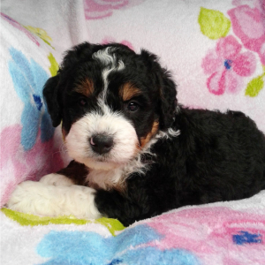 Bernedoodle Puppy Drake