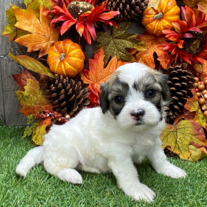 Shichon Puppy Nate