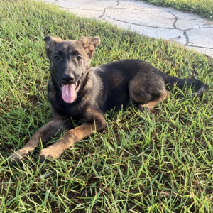 Belgian Malinois Puppy Rose