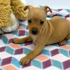 Miniature Pinscher Puppy Maury