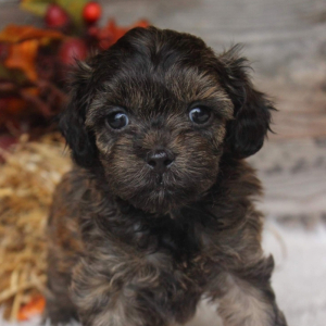 Shihpoo Puppy Callie