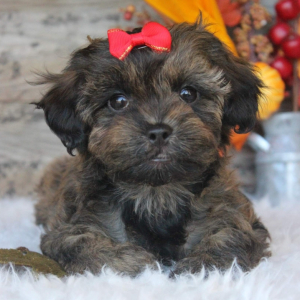 Shihpoo Puppy Callie
