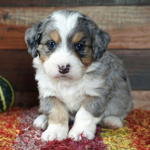 Bernedoodle Puppy Mike