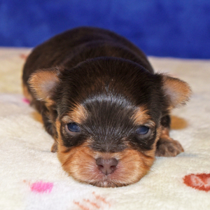 Yorkshire Terrier Puppy Josh