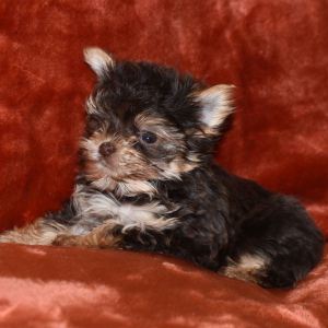 Yorkshire Terrier Puppy Josh