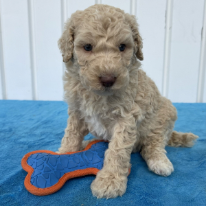 Poodle Puppy Sebastian