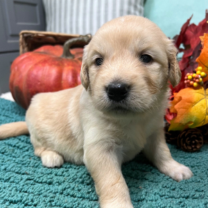 Golden Retriever Puppy Jersey