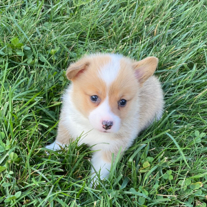 Pembroke Welsh Corgi Puppy Abigel