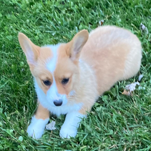 Pembroke Welsh Corgi Puppy Abigel