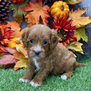 Cavapoo Puppy Bella