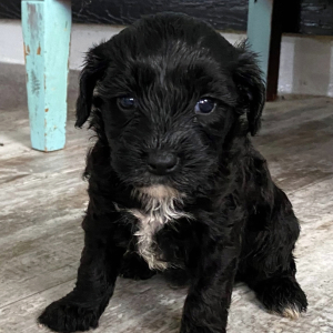 Cavapoo Puppy Cara