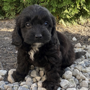 Cavapoo Puppy Skyler
