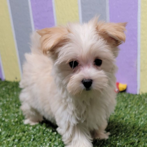 Morkie Puppy Nala