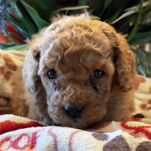 Poodle Puppy Coco Chanel