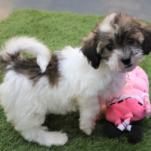Havapoo Puppy Kora