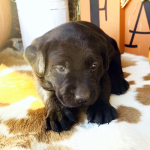 Labrador Retriever Puppy Bouncer