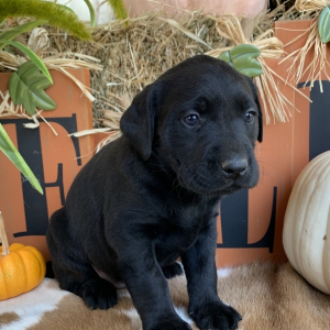 Labrador Retriever Puppy Bouncer