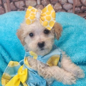 Maltipoo Puppy Katie Bug