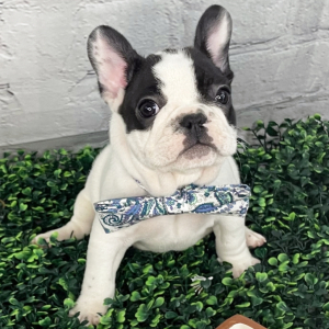 French Bulldog Puppy Champ