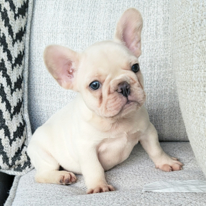 French Bulldog Puppy Frost