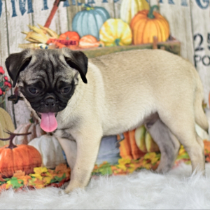 Pug Puppy Mikey