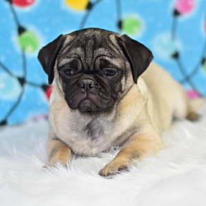 Pug Puppy Mikey