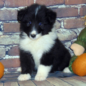 Shetland Sheepdog Puppy Lacey