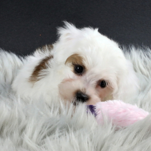Havapoo Puppy Koda