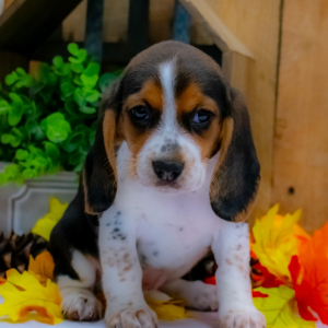 Beagle Puppy Tiffany