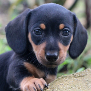Dachshund Puppy Wally