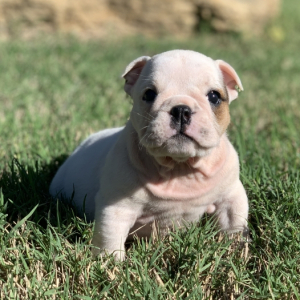 Bulldog Puppy Maggie