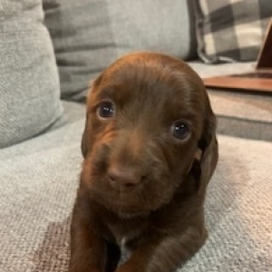 Dachshund Puppy Hunter