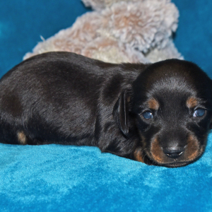 Dachshund Puppy Grant