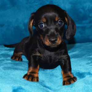 Dachshund Puppy Grant