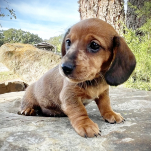 Dachshund Puppy Jasmine