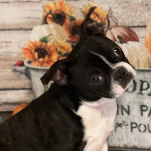 Boston Terrier Puppy Sue