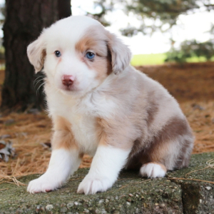 Australian Shepherd Puppy Lacy