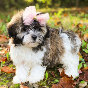 Havanese Puppy Rosie