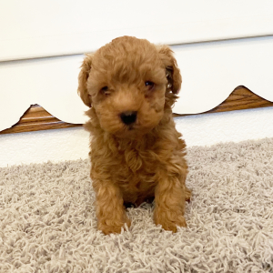 Poodle Puppy Charlie