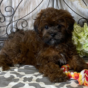 Shihpoo Puppy Cain