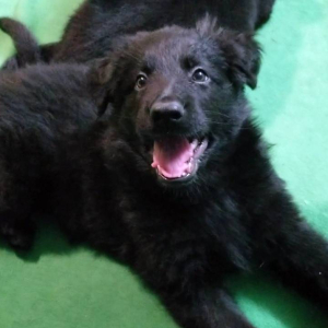 German Shepherd Dog Puppy Hailstorm