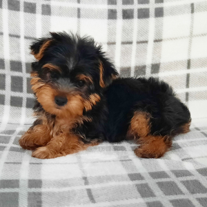 Yorkshire Terrier Puppy Romeo
