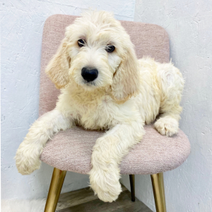 Labradoodle Puppy Bryant