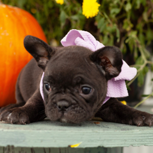 French Bulldog Puppy Emmy