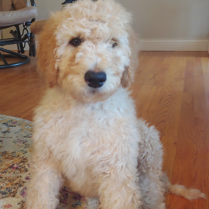 Goldendoodle Puppy Tanner