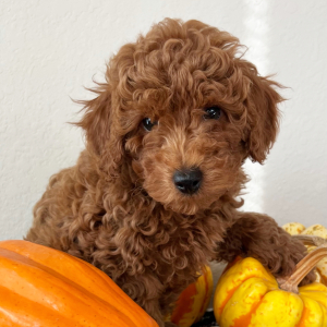 Poodle Puppy Axel