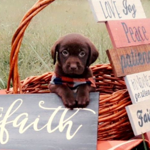 Labrador Retriever Puppy Faith