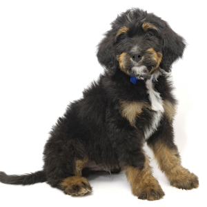 Bernedoodle Puppy Azriel