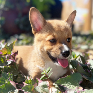 Pembroke Welsh Corgi Puppy Teddy Bear